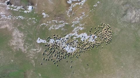 Aerial view of a sheep herd on a valley