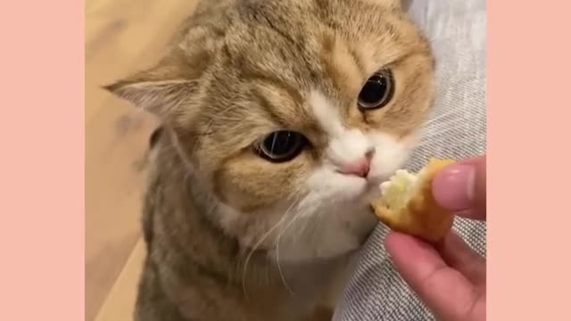 Cute kitten eats