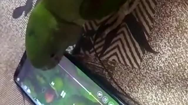 Parrot listening song