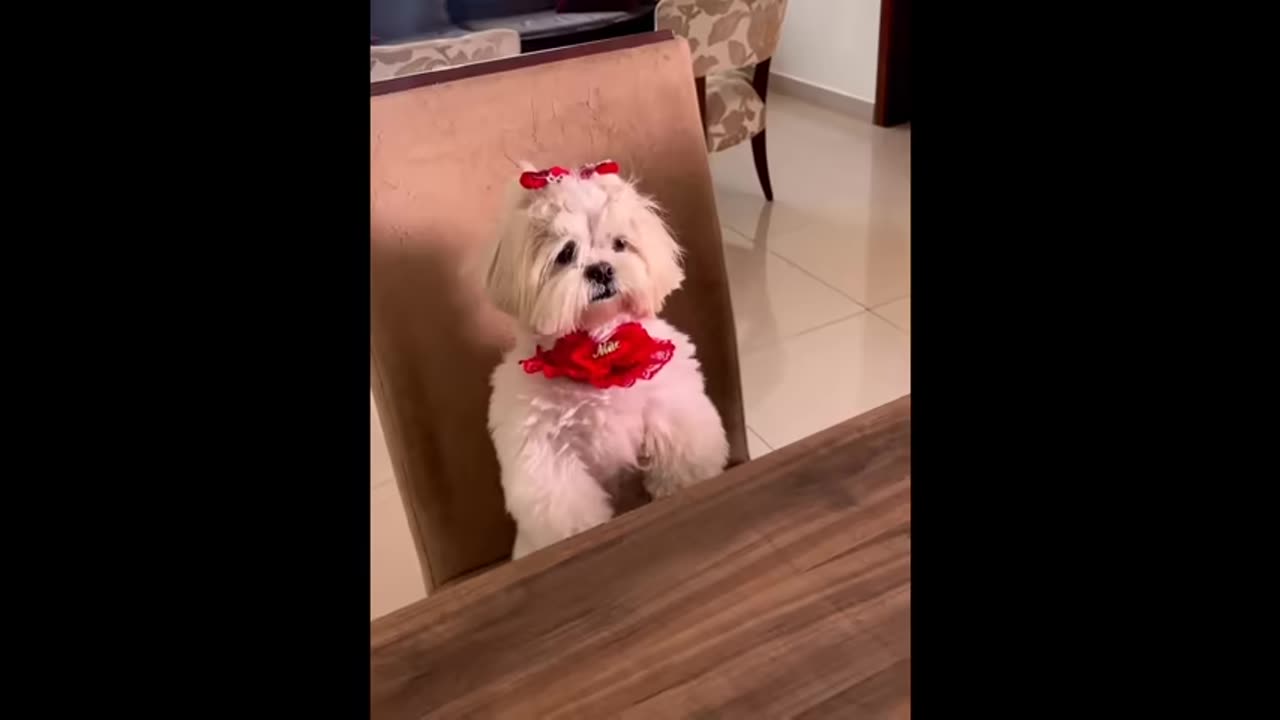 New Funny Animals π Funniest Cats and Dogs Videos πΊπΆ