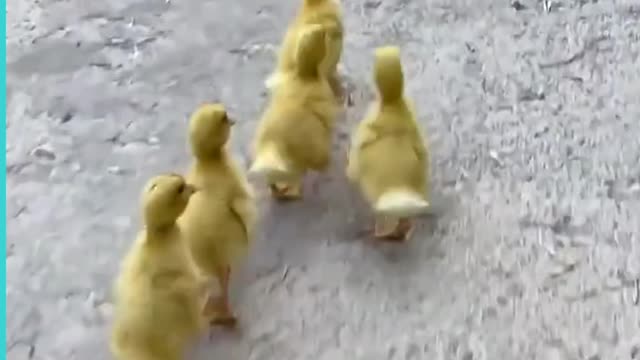 Adorable Puppy Gets Chases Everywhere By Baby Chicks