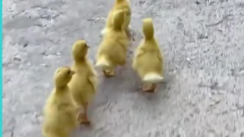 Adorable Puppy Gets Chases Everywhere By Baby Chicks