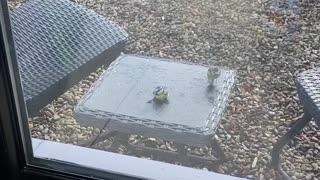 Bird Helps Another Blue Tit