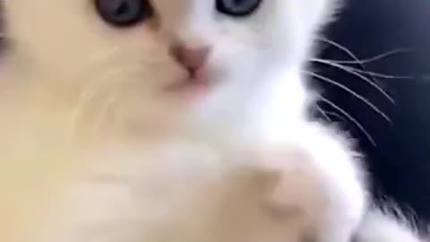 Funny Cats Compilation 1