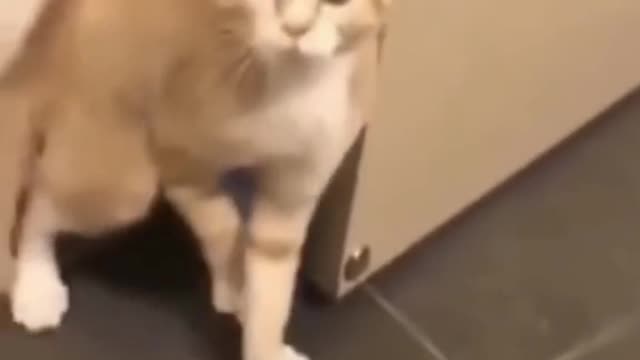 🤣😂🤣😂the way it closes the door🤣😂🤣😂