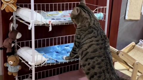 Cute Cats & Funny Cats 😍😍😅😅 #cats #reels #shorts #viral #pets #mmvcats