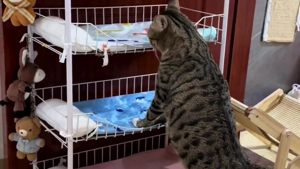 Cute Cats & Funny Cats 😍😍😅😅 #cats #reels #shorts #viral #pets #mmvcats