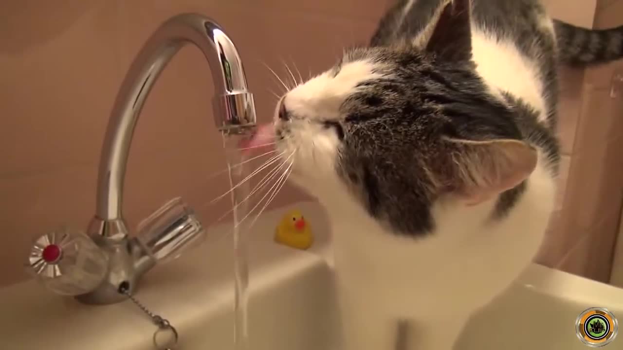 cat drinking