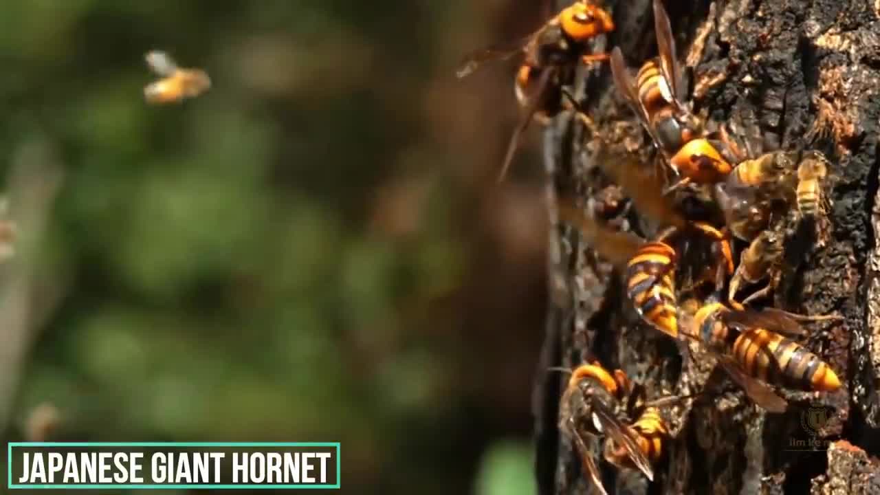 07 Most Dangerous Insects in the World In Hindi/Urdu | Most Dangerous Bugs in the World .