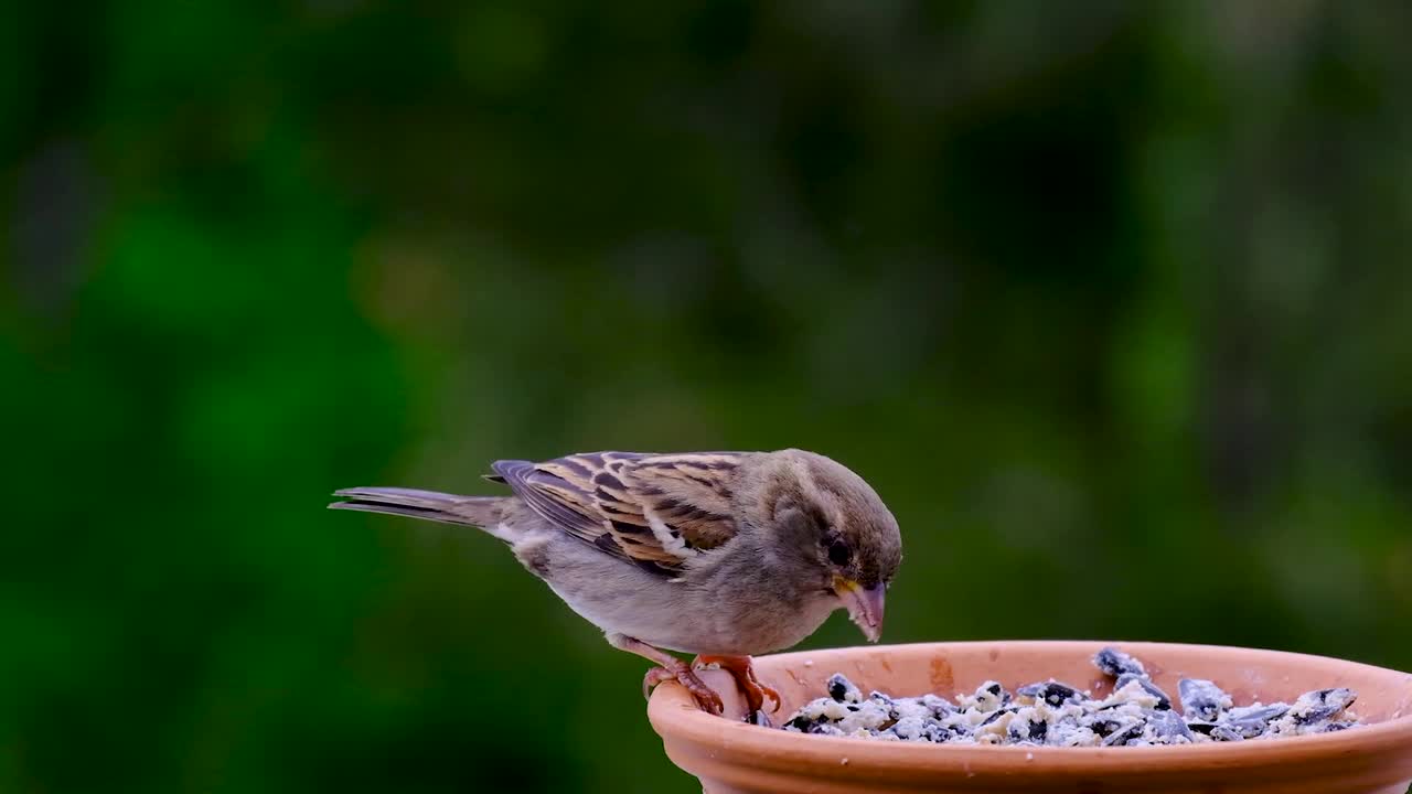 Birds love 💕 video