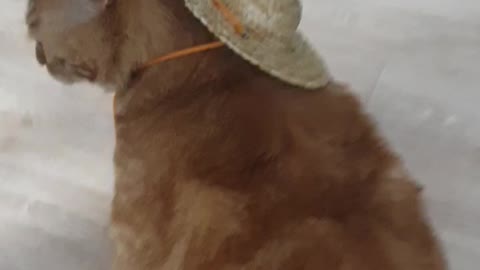 a farmer cat
