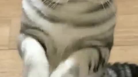 What a lovely kitten