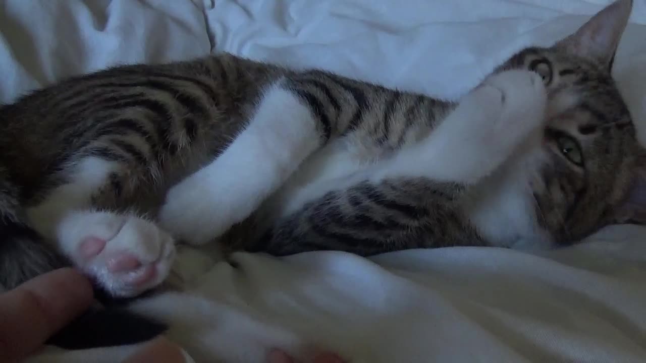 I Will Stretch My Little Toes When My Paw Is Tickled