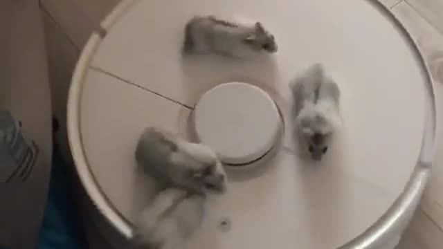 Hamsters go for ride on robot vacuum