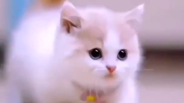 Cute cats and kittens cats video funny cats short video