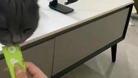 Kitten asks for food funny