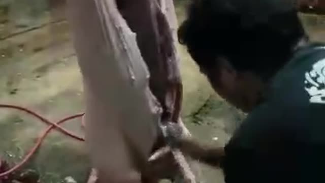 Slaughtering Operation