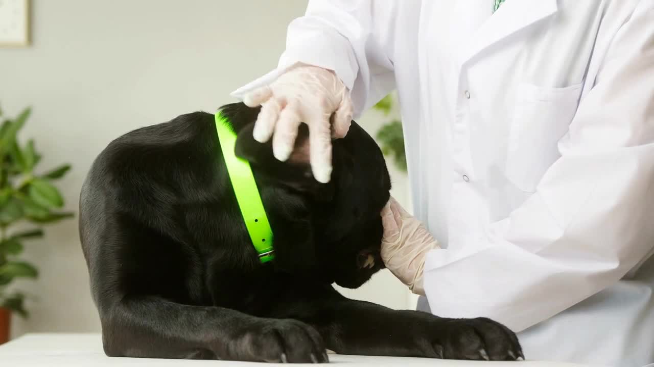 Veterinarian conducting examination of black labrador ear Doctor examining dark retriever dog