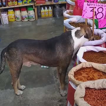Perrito callejero que llevaba varios días sin comer conmueve al dueño de una tienda