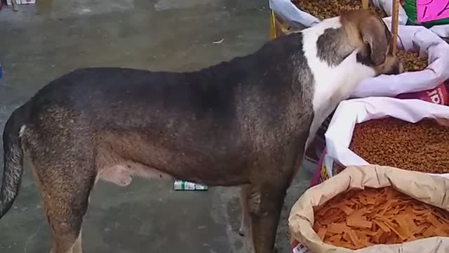 Perrito callejero que llevaba varios días sin comer conmueve al dueño de una tienda