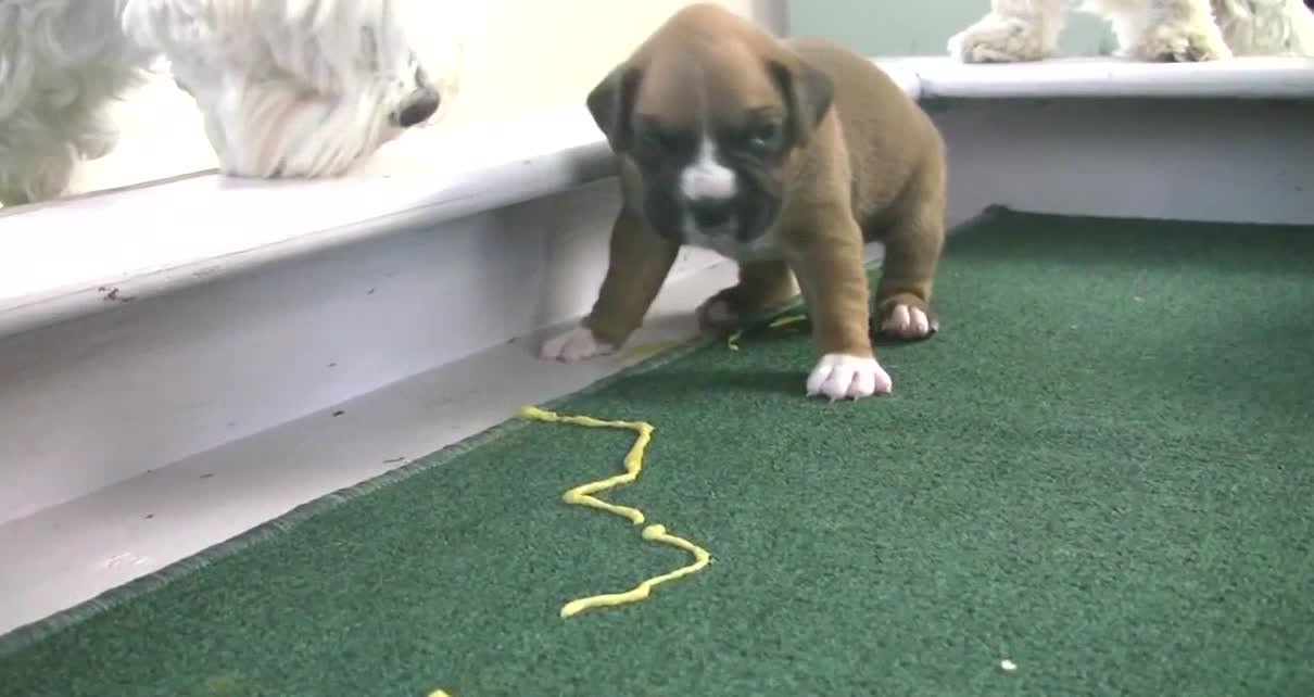 Boxer Puppies Poop