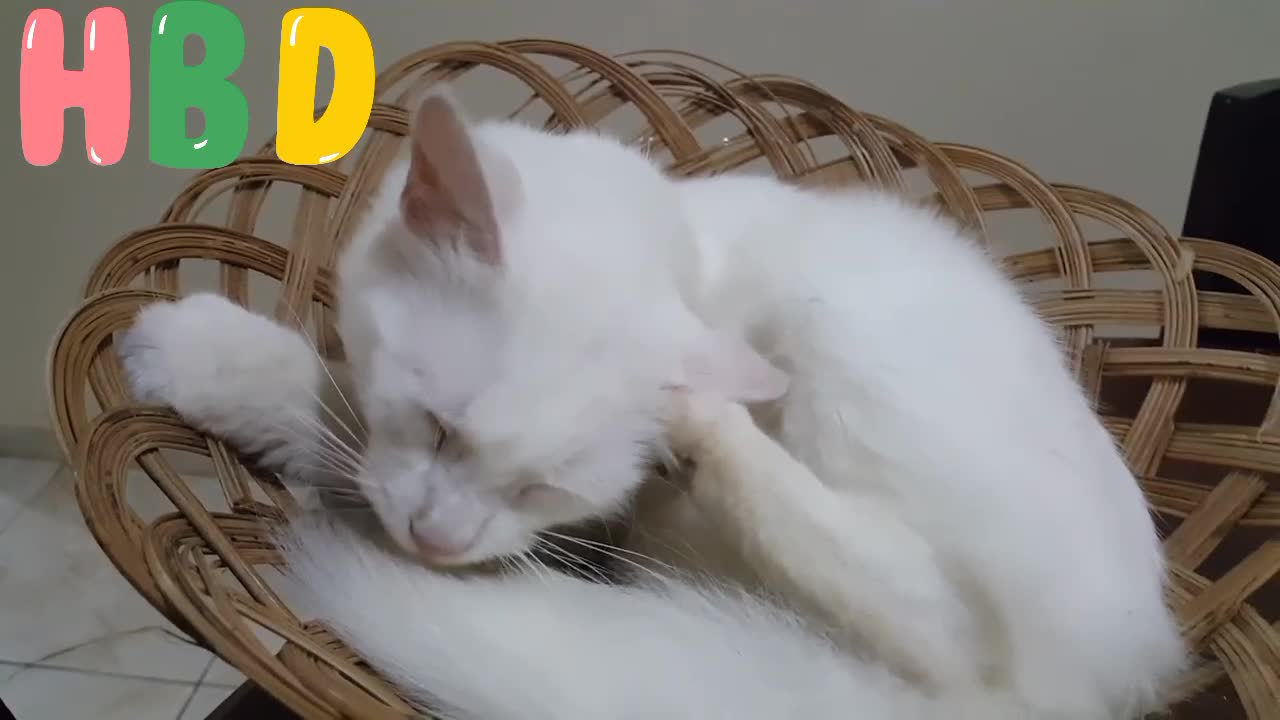 cat videos status cute cat video funny