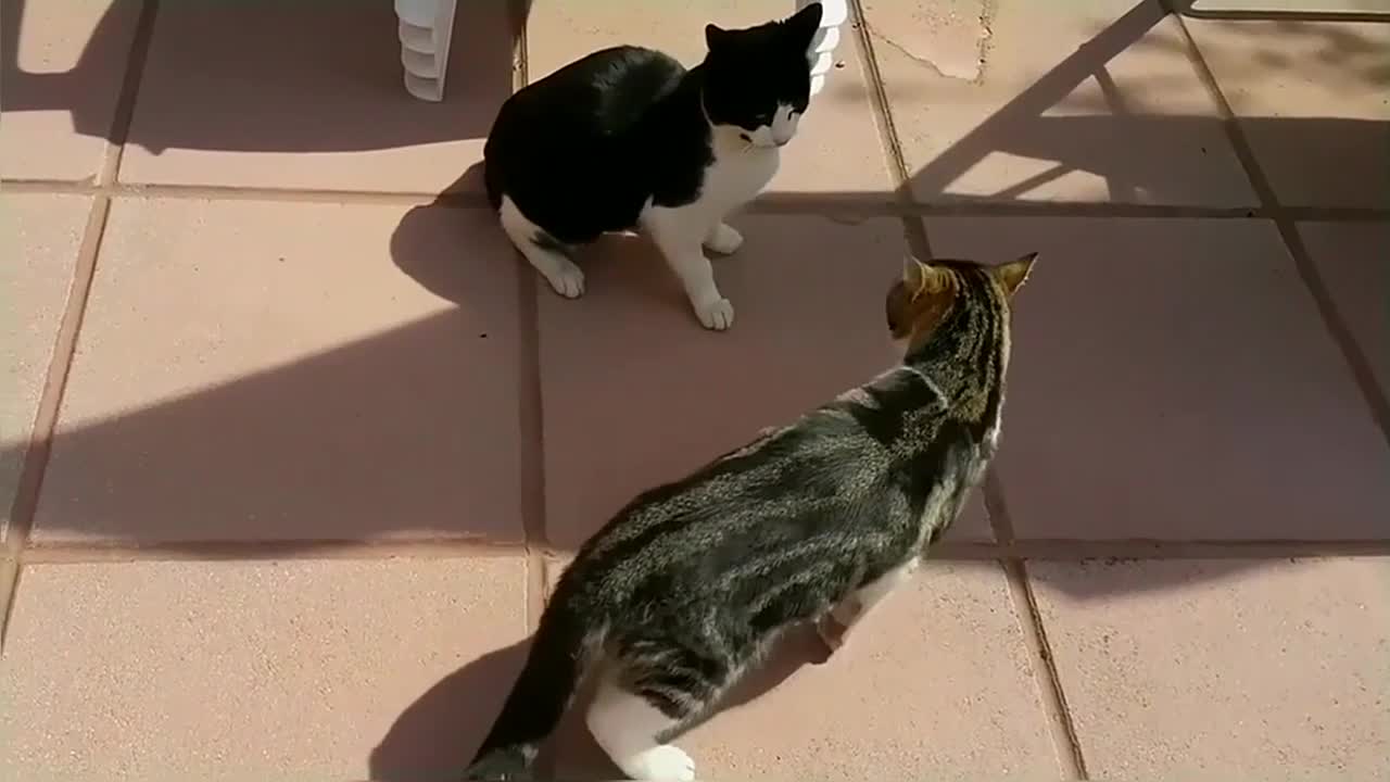 Cat Fight Compilation Video