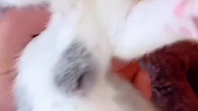 How beautiful is this creature