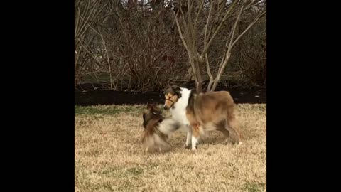 when your dog plays with your friend's dog 😍😅