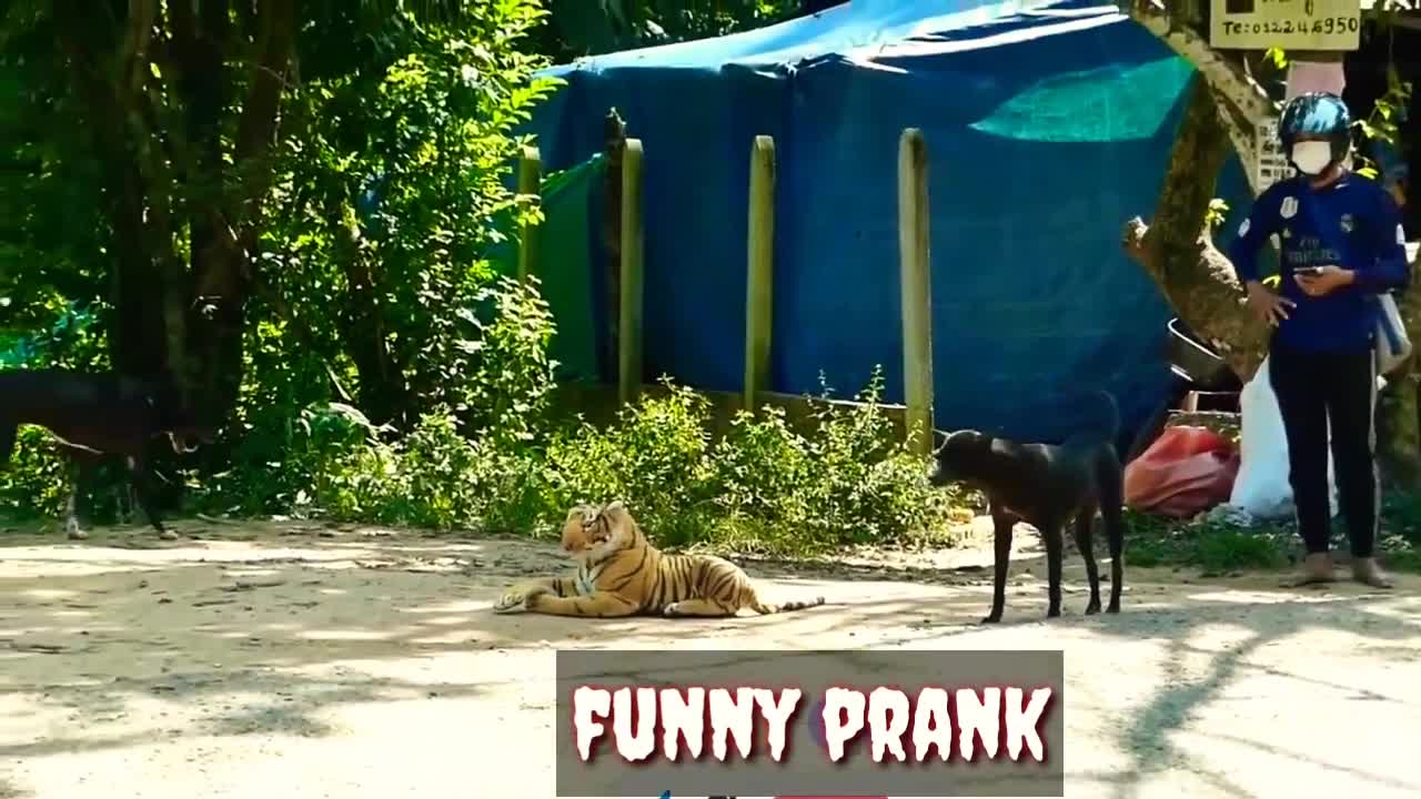 dog vs fake tiger