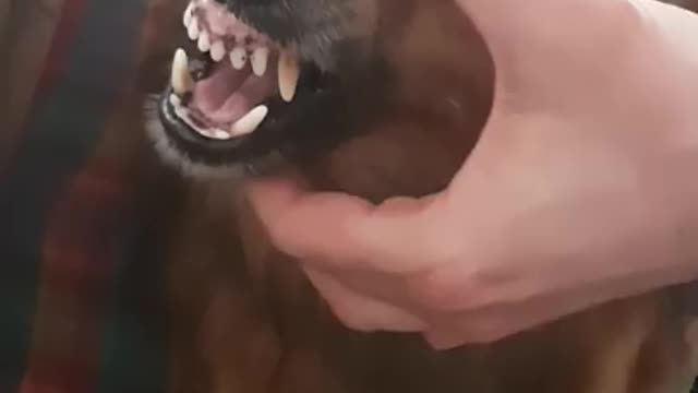 Fuuny agger la la dog