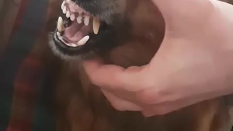 Fuuny agger la la dog