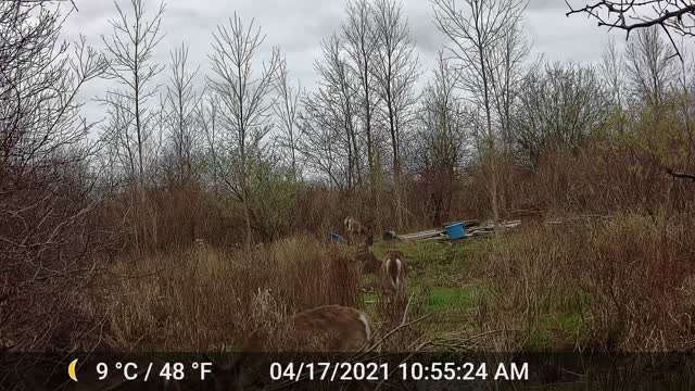 Deer in the brush