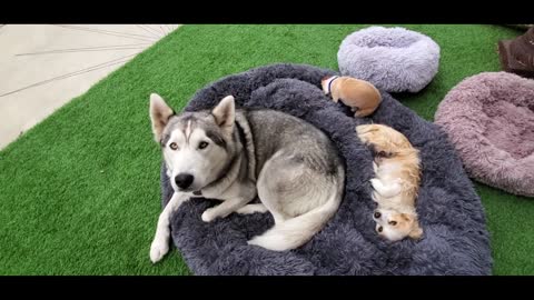 Siberian Husky React to receiving The SMALLEST BED