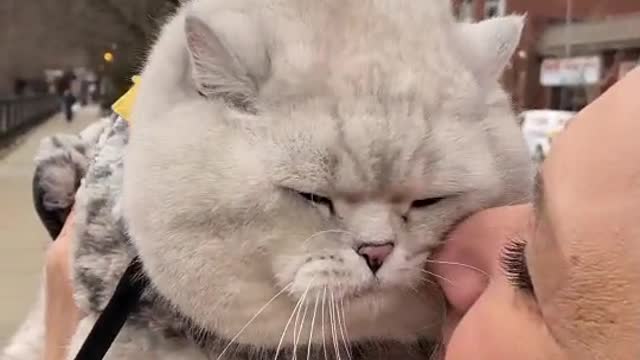 Angry adorable cat dont like to be held