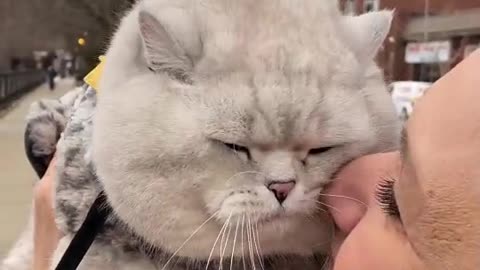 Angry adorable cat dont like to be held