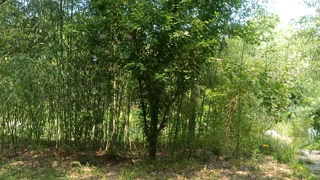 This bamboo forest hides little birds