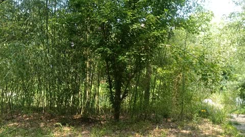 This bamboo forest hides little birds