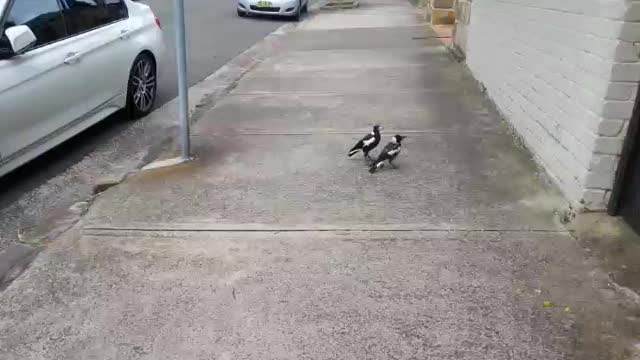 Cute, mother magpie wants naughty son to follow her lead