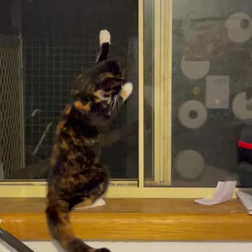 CAT TRYING TO CATCH A MOTH