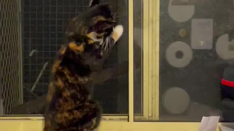 CAT TRYING TO CATCH A MOTH