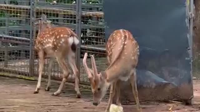 Watch my Sika Deer carefully