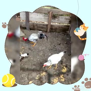 here even the chickens are happy ...... simple and wonderful life