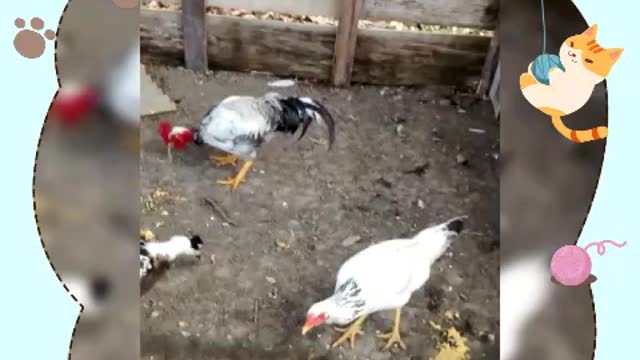 here even the chickens are happy ...... simple and wonderful life