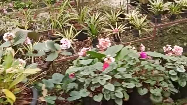 Flower green house in hill