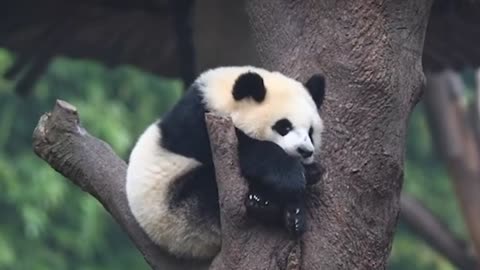 panda sleeping on tree