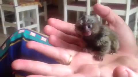 The cutest tiny monkey ever!!!