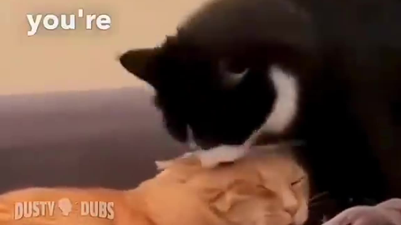 Funny pets life || #CutePets #PetHumor #laughingAnimals ππππ΄