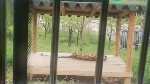 strong jaguar