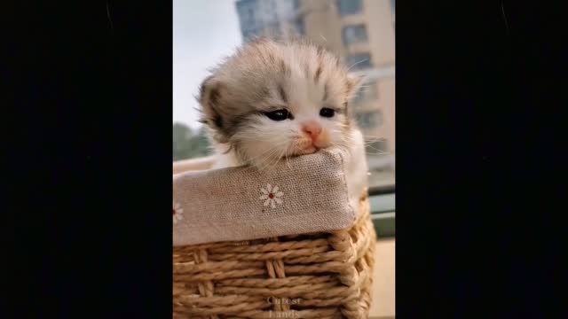 WWA Cute TikTok Pets to Cure All Your Sadness ♥ Cutest Pets